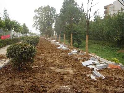 天津綠化養(yǎng)護施工單位與城市綠化管理 綠色城市的守護者