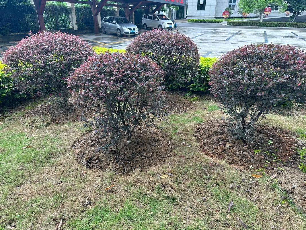 園林綠化工程苗木種植與養護施工全流程指南