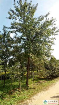 深耕綠色事業，吉林實驗綠化集團北京通州二分公司 從苗木到城市的全鏈條服務